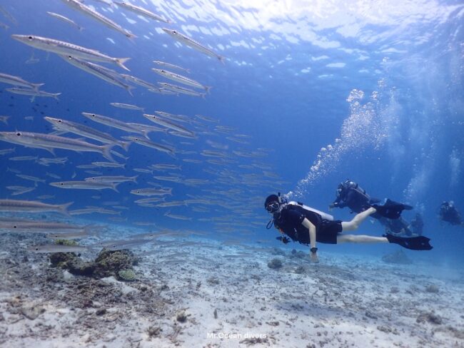 プーケットの海で魚群と一緒に泳ぐダイバー ファンダイビングの様子