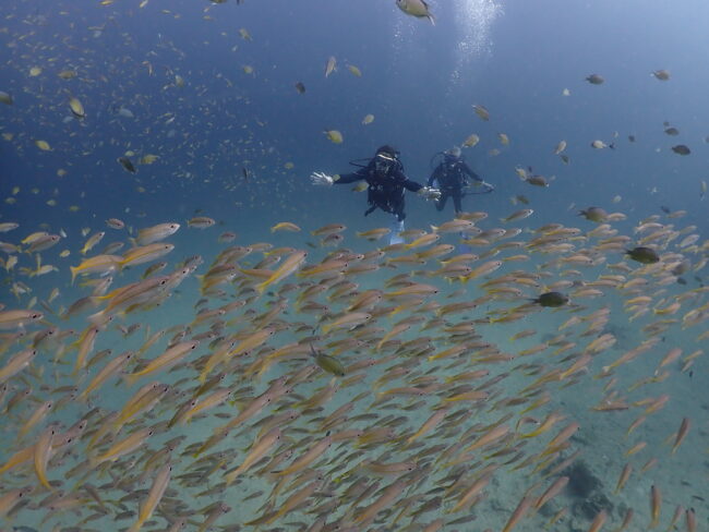 60代以上のダイバーがプーケットで魚の群れの中を泳ぐ様子