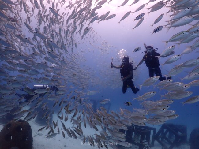 プーケットのファンダイビングで魚群を楽しむライセンス保持者