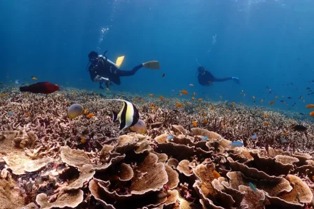 プーケットでファンダイビングをする2人のダイバーがサンゴの上を泳いでいます